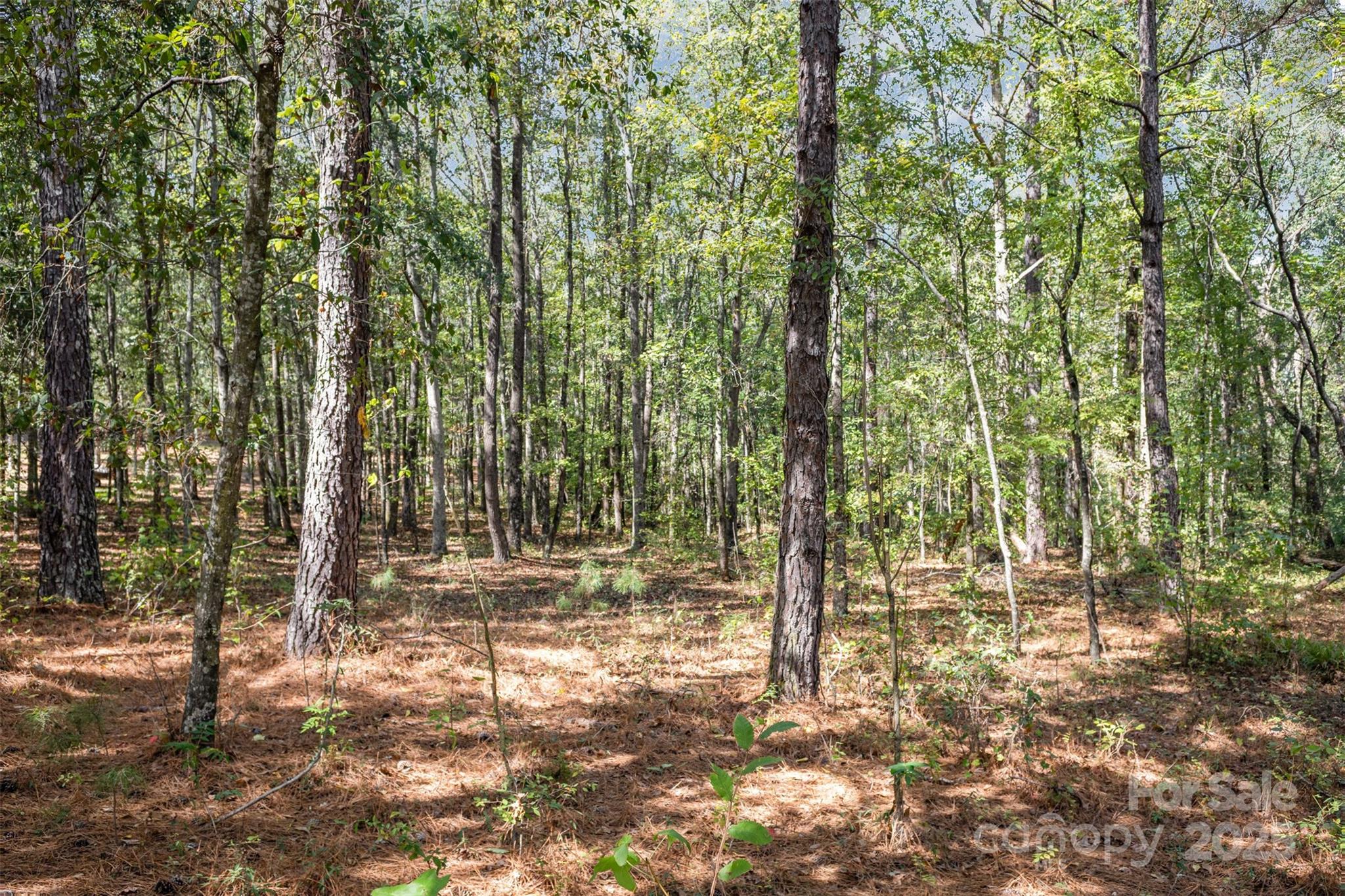 0 Will Evans Road, Unit LOT 2 B Jefferson, SC 29718 - Photo 8 of 15 a view of outdoor space with trees