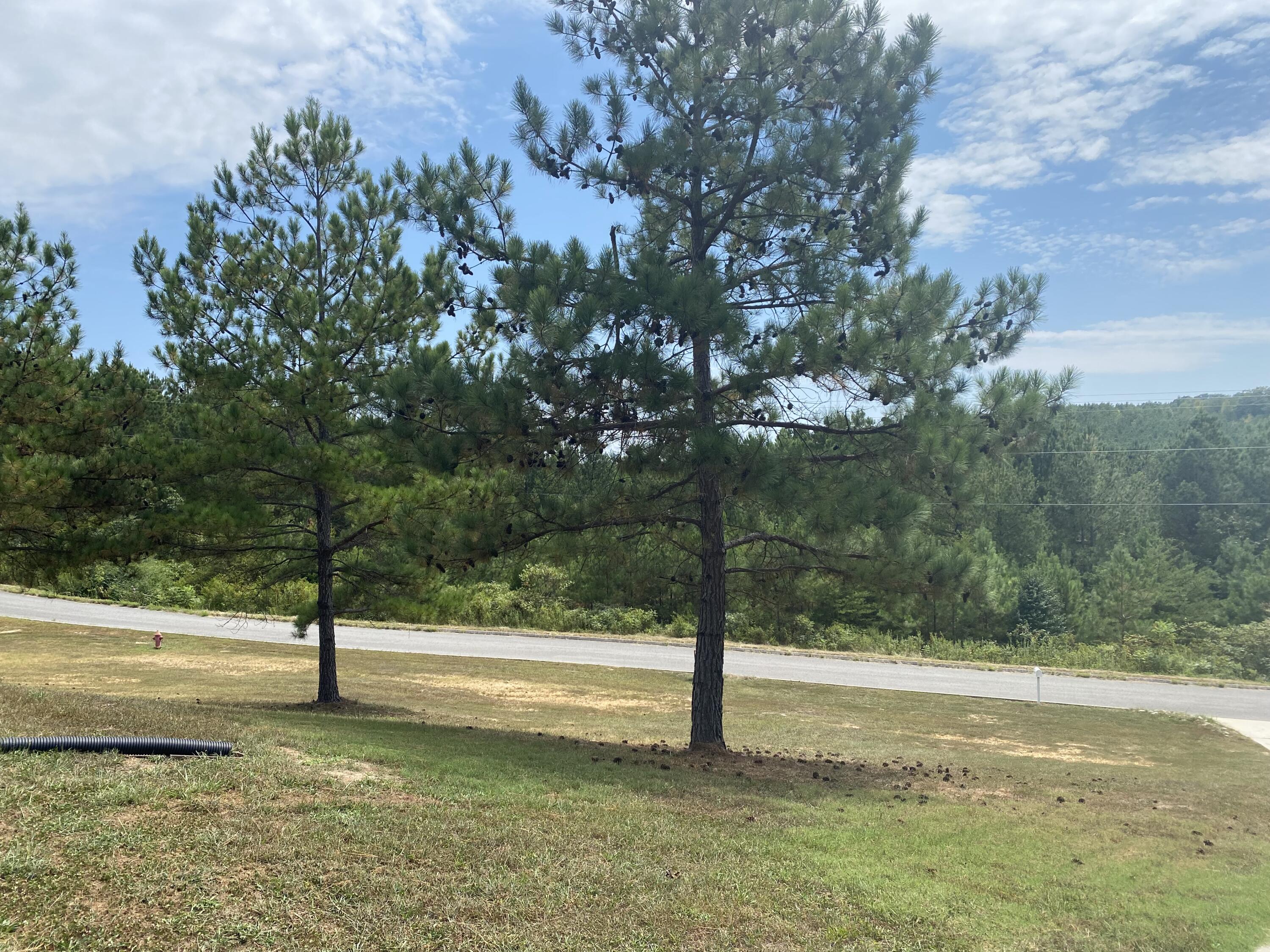 395 Sunny View Road Dayton, TN 37321 - Photo 77 of 80 IMG_3445