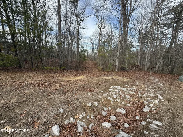 a view of a yard with trees
