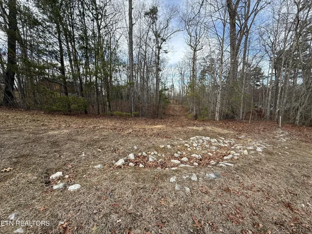 a view of a yard with trees