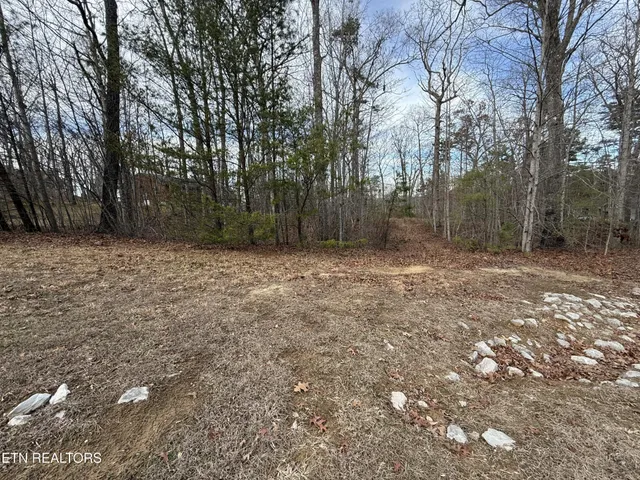 a view of a yard with trees