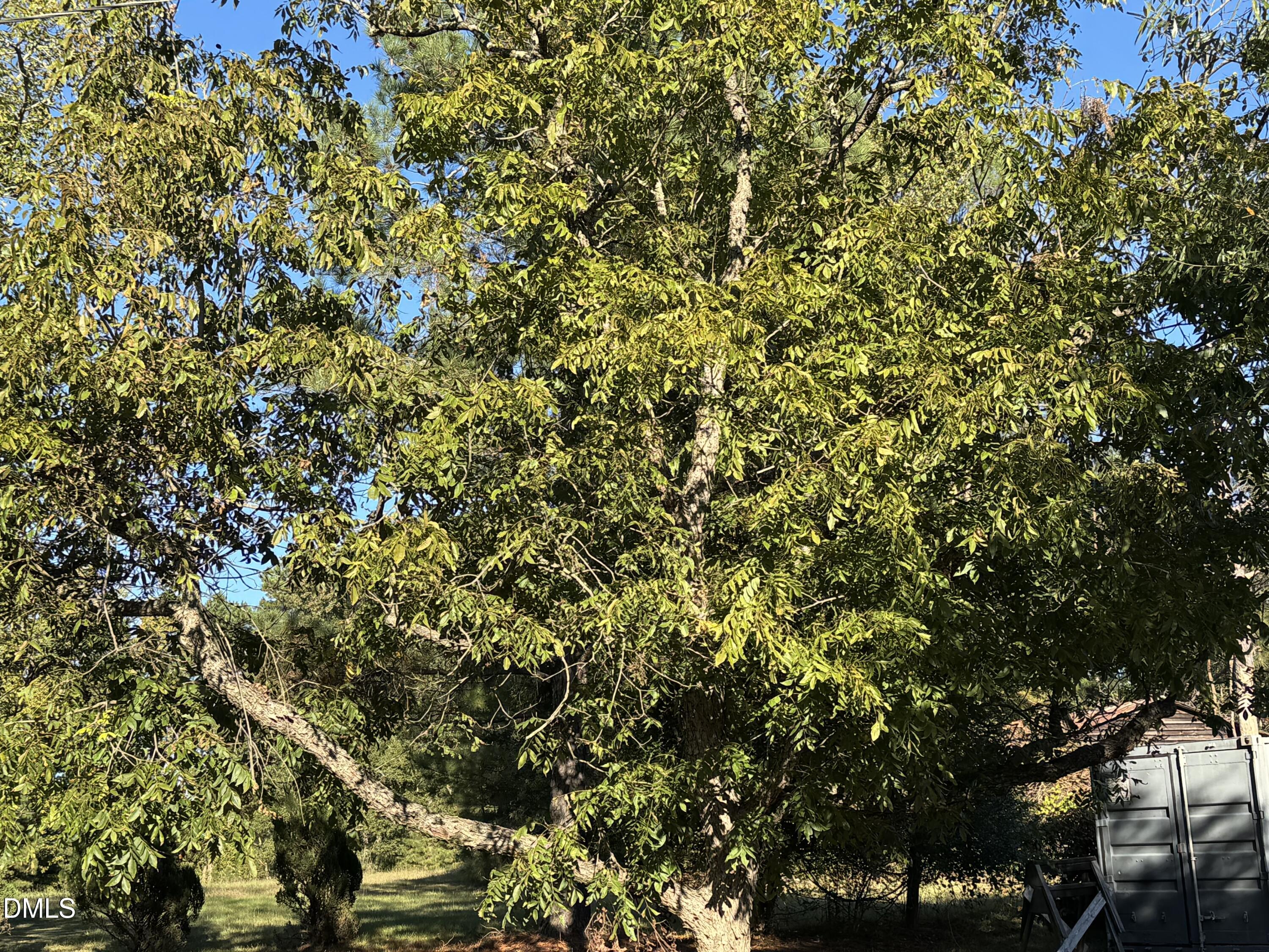 15008 Creedmoor Road Wake Forest, NC 27587 - Photo 10 of 14 a view of a tree in a yard
