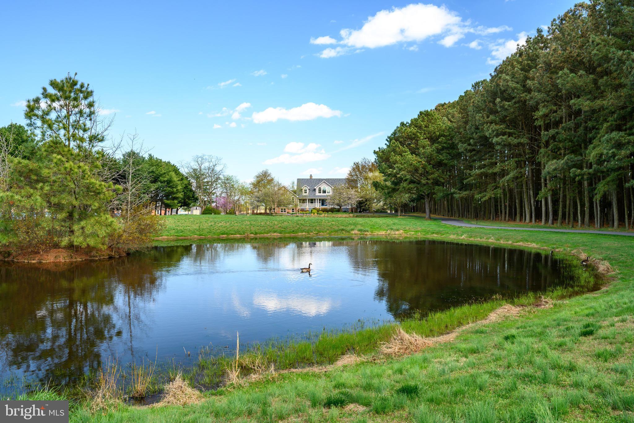 1901 Cox Neck Road Chester, MD 21619 - Photo 80 of 95 One of two ponds on property