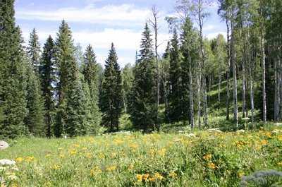 0 West Lake Creek Road Edwards, CO 81632 - Photo 4 of 7 Additional Photo