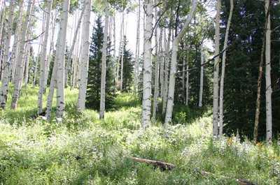 0 West Lake Creek Road Edwards, CO 81632 - Photo 5 of 7 Additional Photo