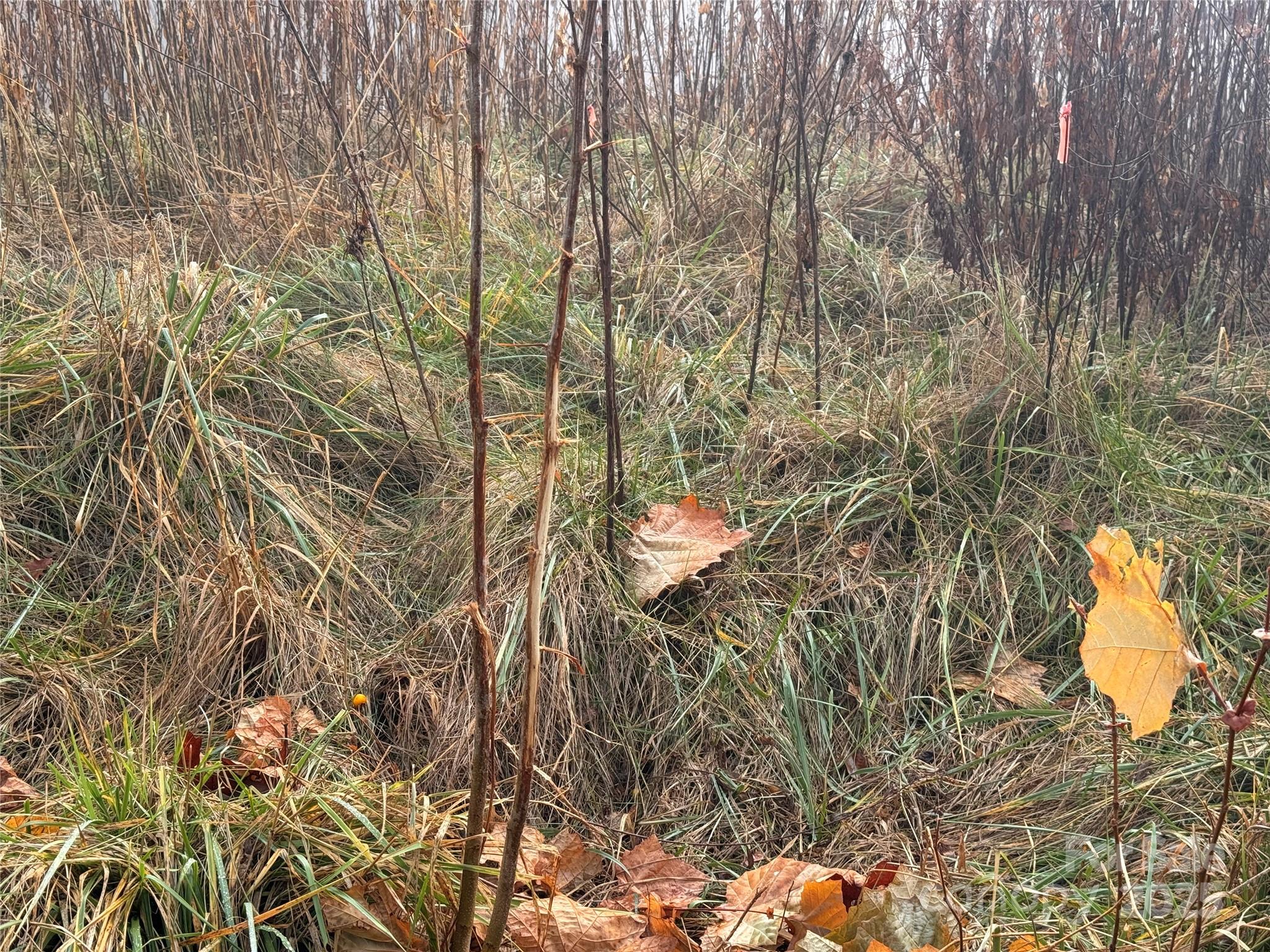 385 Fork Mountain Road Bakersville, NC 28705 - Photo 15 of 21 a view of a tree with a tree in the background