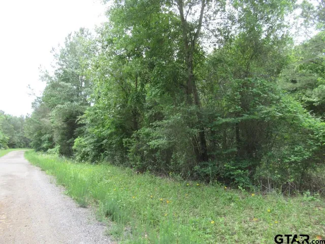 a view of a lush green forest