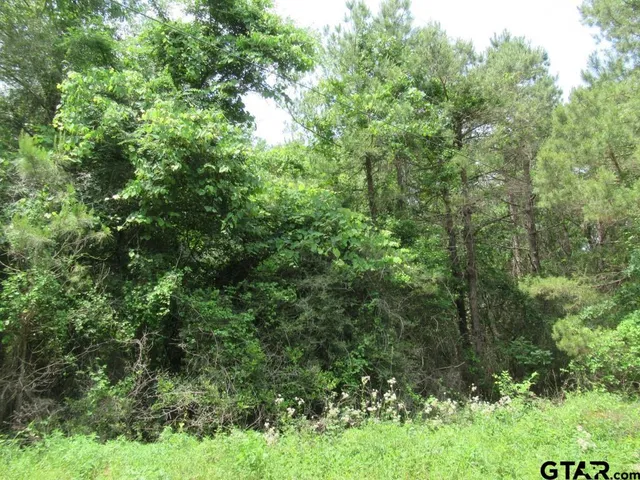 a view of a lush green forest