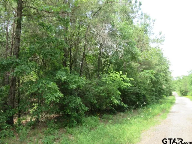 a view of a lush green forest