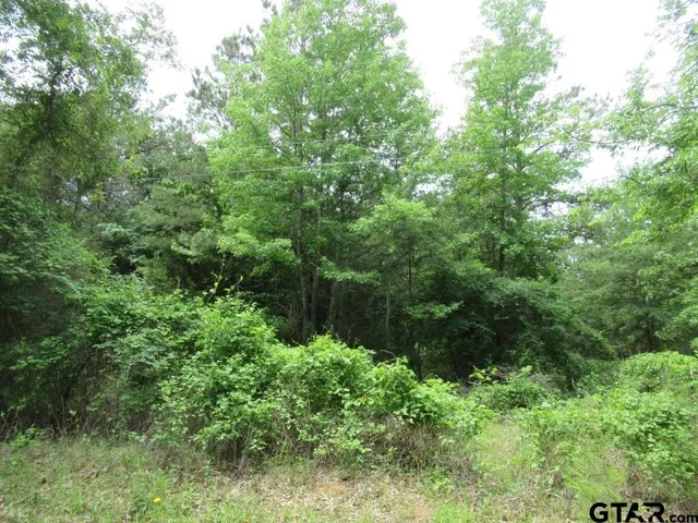 a view of a forest with a street