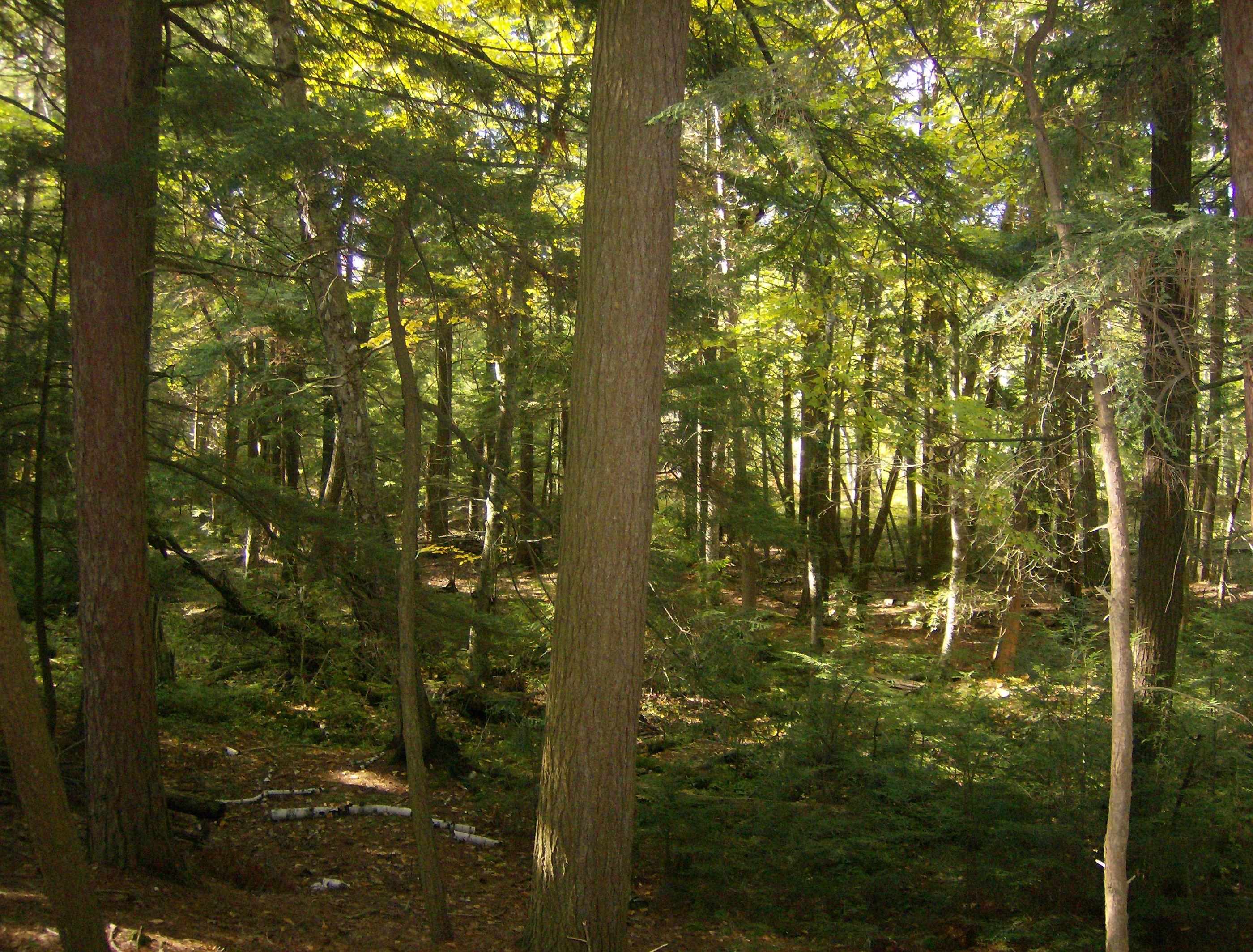 0 West Ausable Point Road, Unit LOT: 5 Oscoda, MI 48750 - Photo 13 of 18