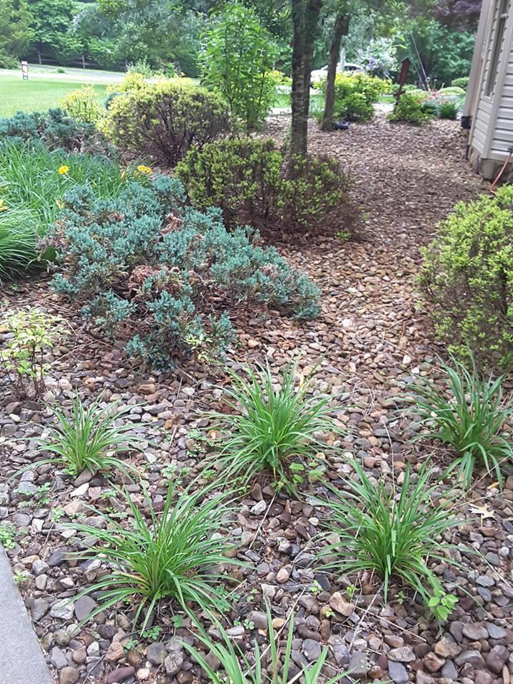 1134 Woodhaven Estates Road Blue Ridge, VA 24064 - Photo 14 of 60 a view of a garden with plants and large trees