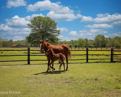 $400,000 | 1238 Montgomery Road, Opelousas, LA 70570