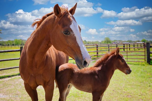 $459,900 | 1238 Montgomery Road, Opelousas, LA 70570