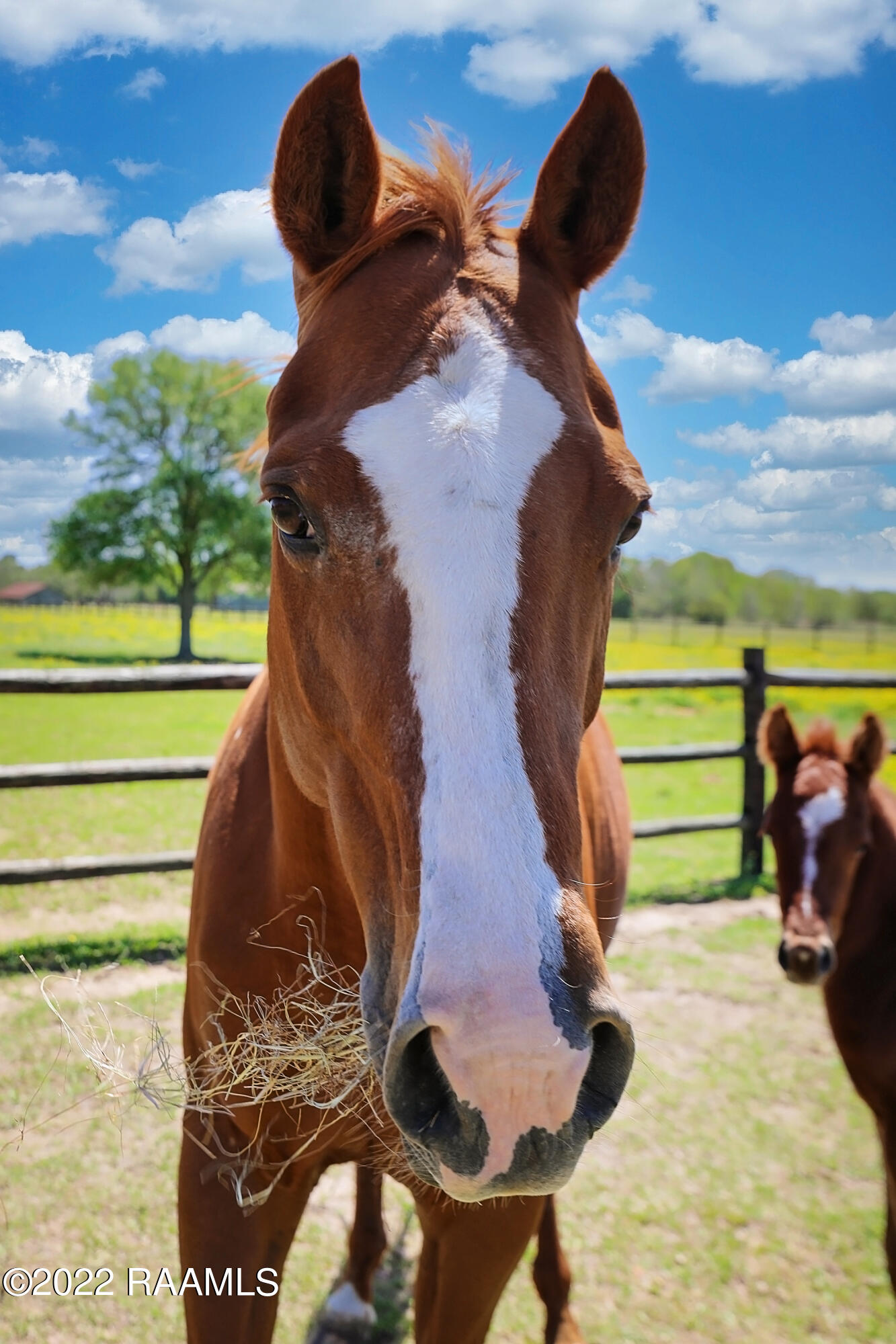 1238 Montgomery Road Opelousas, LA 70570 - Photo 38 of 42 Montgomeryhorse-19