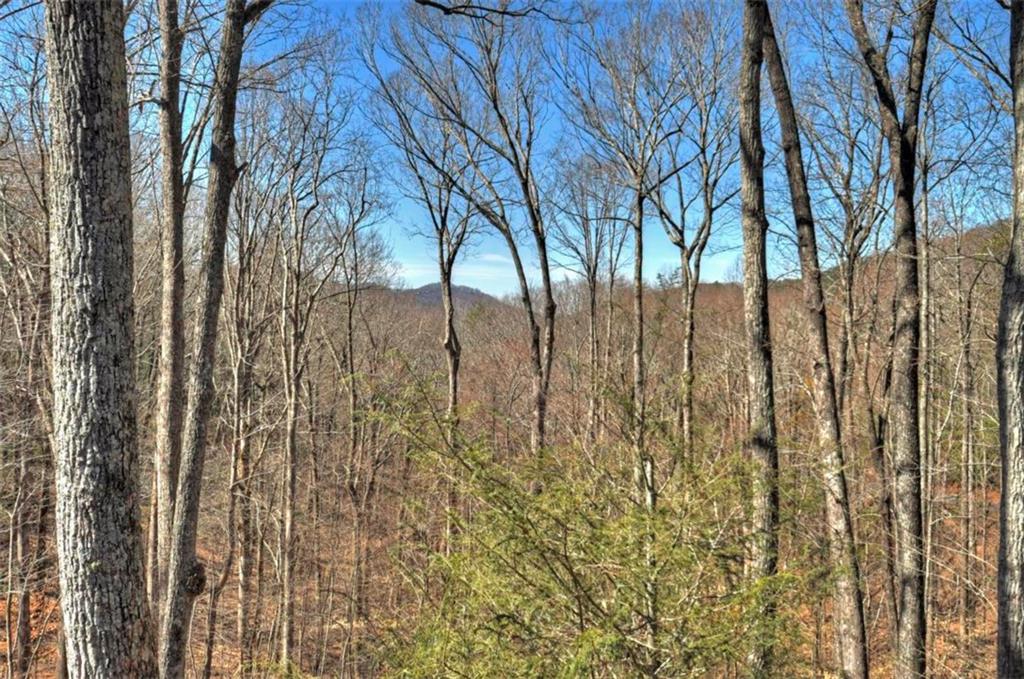 244 Wilderness Way Ellijay, GA 30536 - Photo 60 of 78 a view of yard with large trees