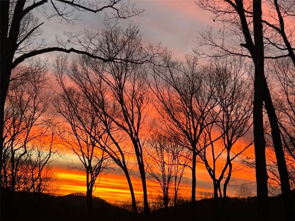 244 Wilderness Way Ellijay, GA 30536 - Photo 78 of 78 a backyard of a house with lots of trees