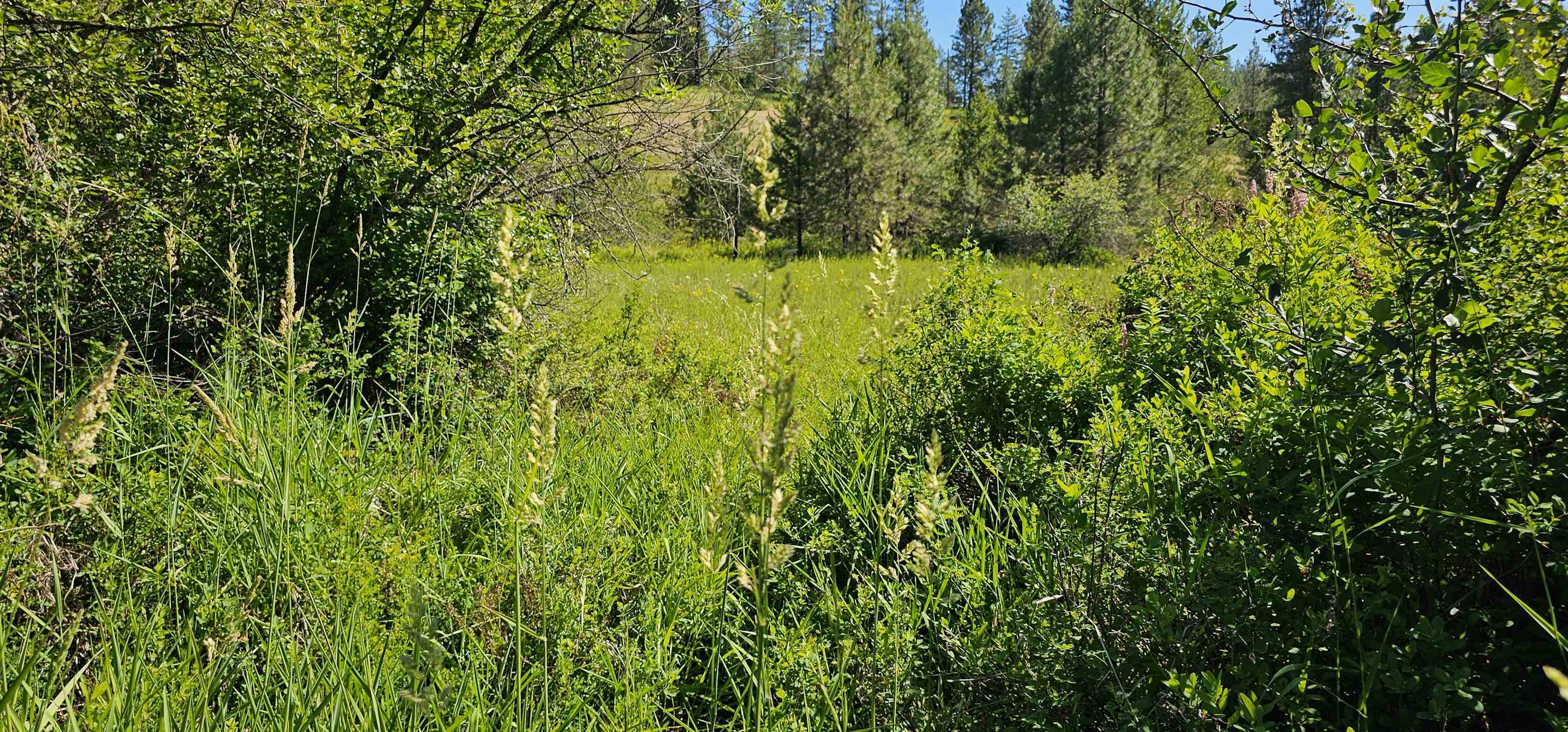 5-xxx Olinger Road Springdale, WA 99173 - Photo 8 of 10 Gallery Image 8