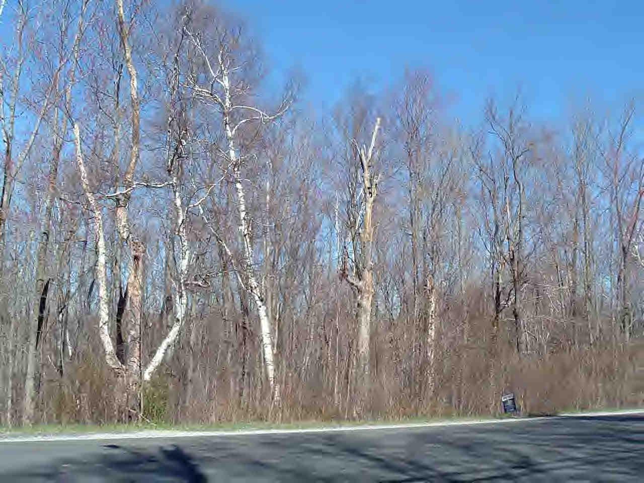 8 Rt Hinsdale, MA 01235 - Photo 1 of 1 a view of a yard with trees