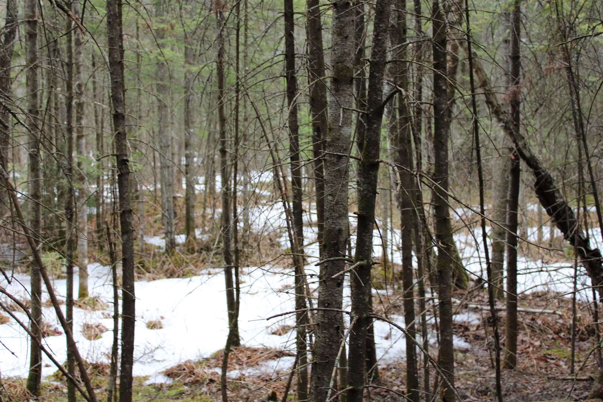 Faraway Road Dalton, NH 03598 - Photo 14 of 15