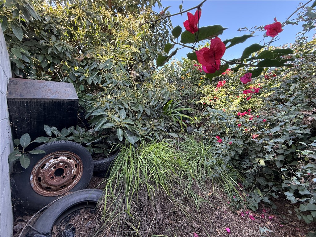 16990 Rorimer Street La Puente, CA 91744 - Photo 6 of 6 a close up of a flower in a garden