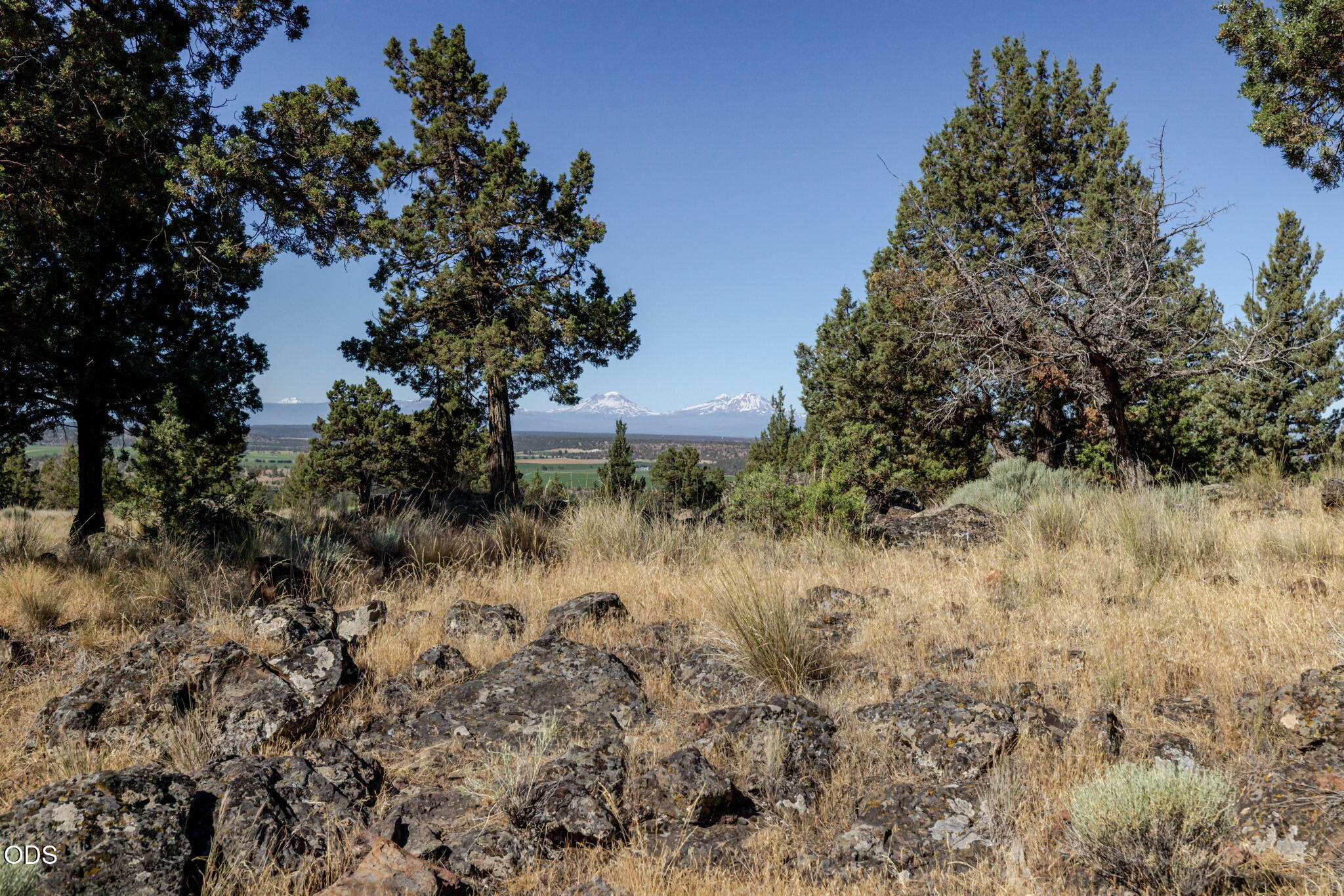 8628 Southwest Crater Loop Road Terrebonne, OR 97760 - Photo 30 of 36 a view of a dry yard with large trees