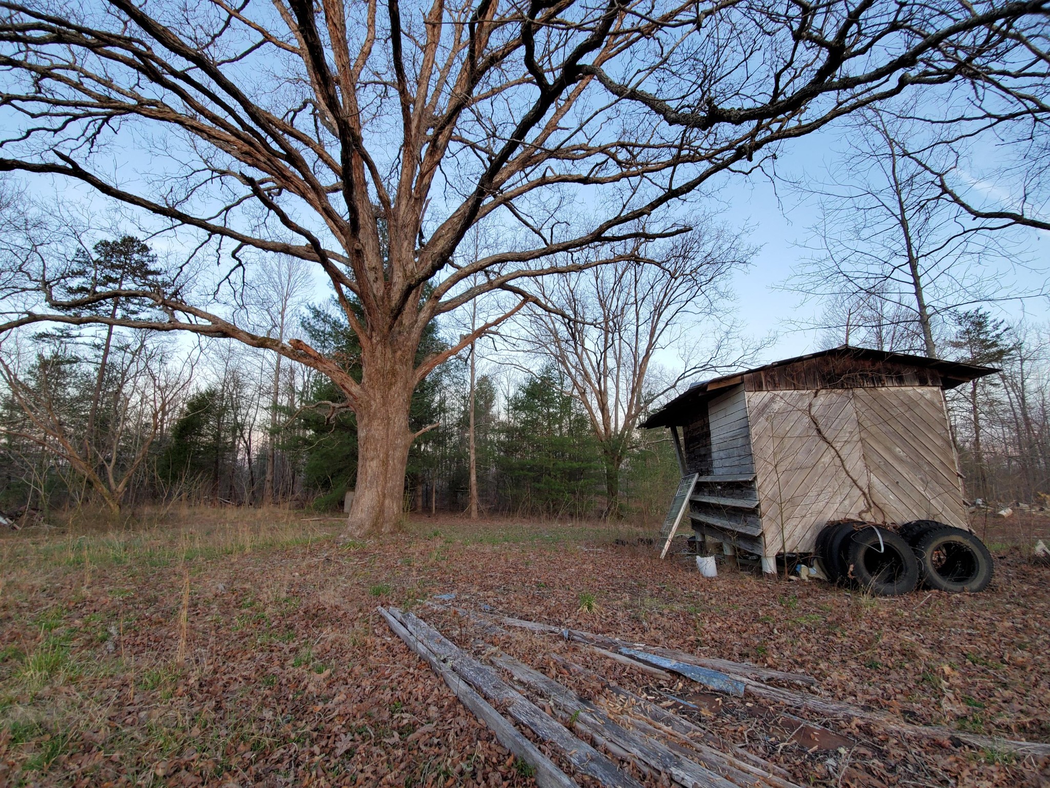 0 Red Hill Road Sunbright, TN 37872 - Photo 4 of 4 a view of backyard with wooden fence and large trees