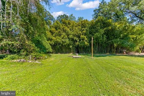 a view of a trees with a big yard