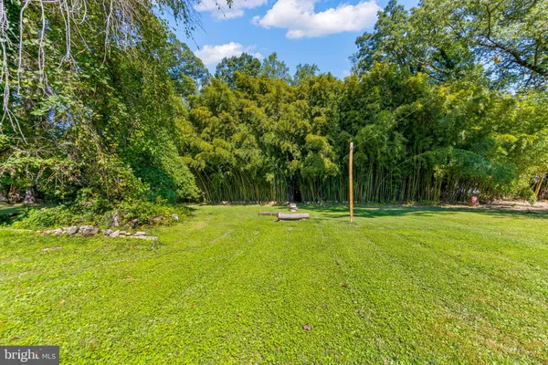 a view of a trees with a big yard