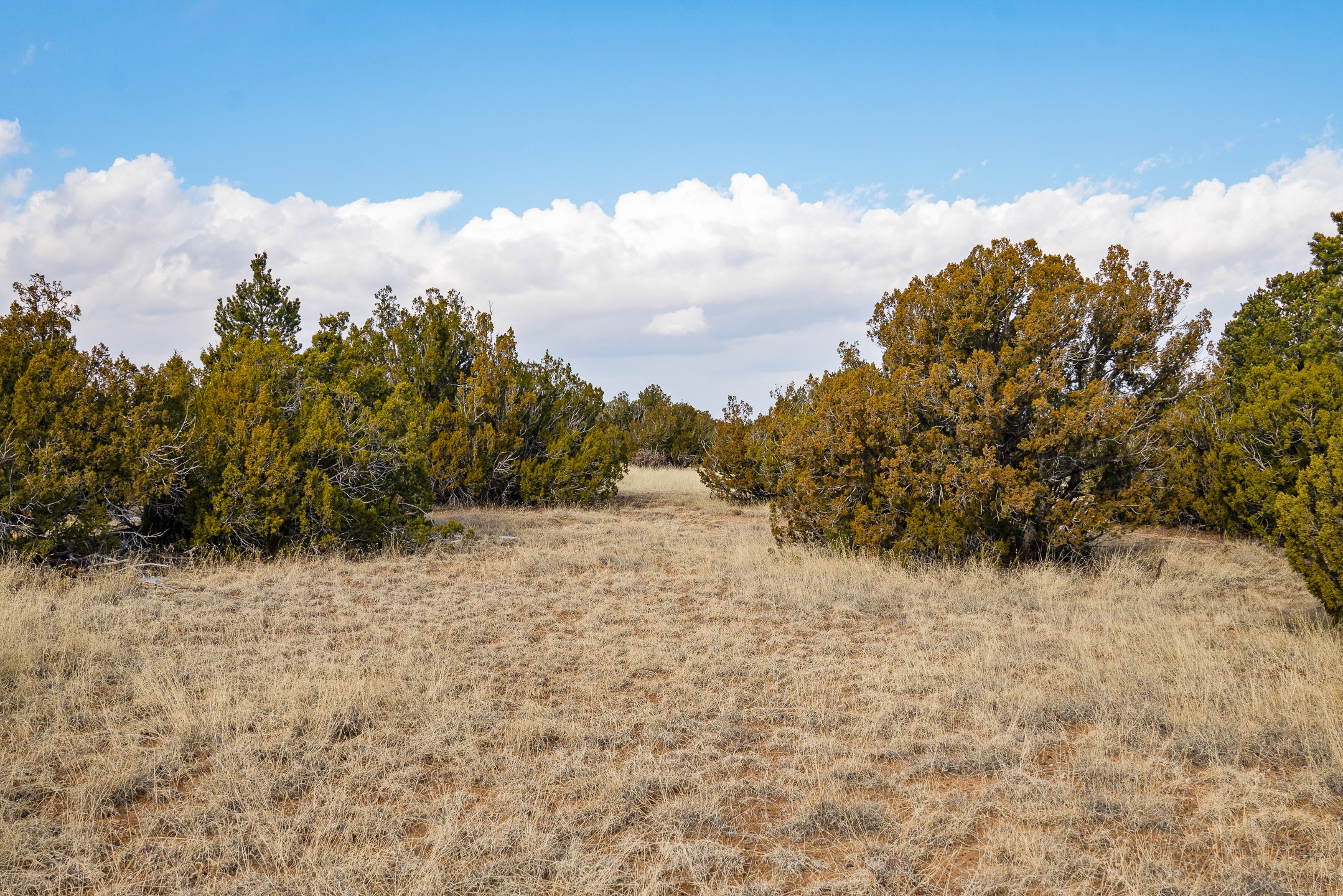 156 Wagon Trail Road Cerrillos, NM 87010 - Photo 16 of 24