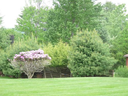 133 Kittredge Road Pittsfield, MA 01201 - Photo 10 of 13 Yard