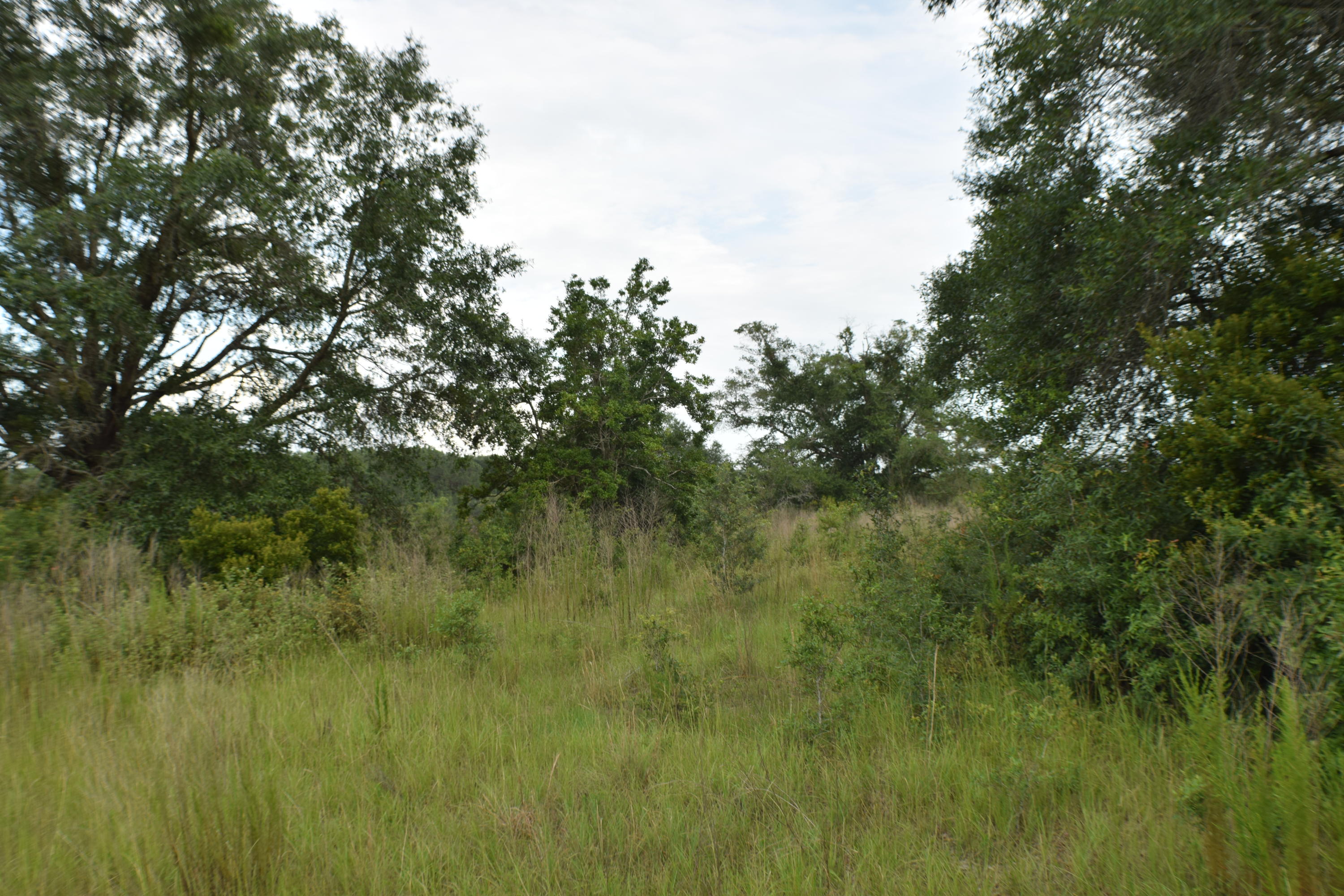 12.23 Acres On Hannah Branch Road Crestview, FL 32539 - Photo 20 of 51 DSC_0048