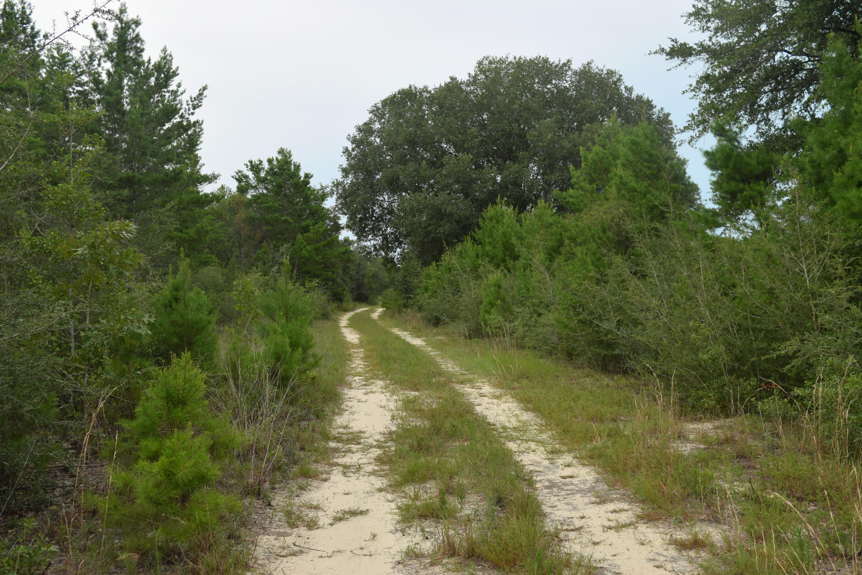 12.23 Acres On Hannah Branch Road Crestview, FL 32539 - Photo 2 of 51 DSC_0098