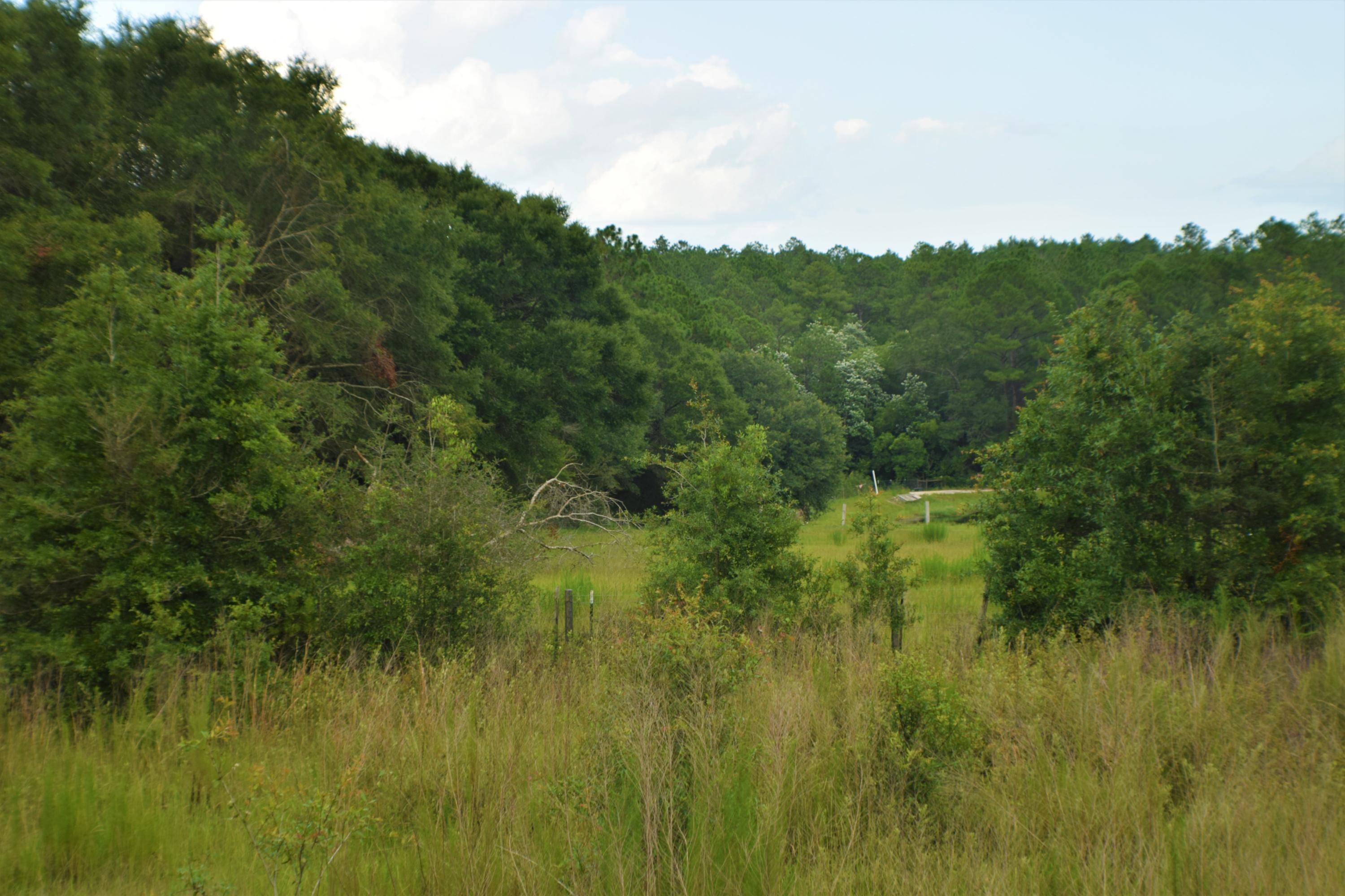 12.23 Acres On Hannah Branch Road Crestview, FL 32539 - Photo 23 of 51 DSC_0058