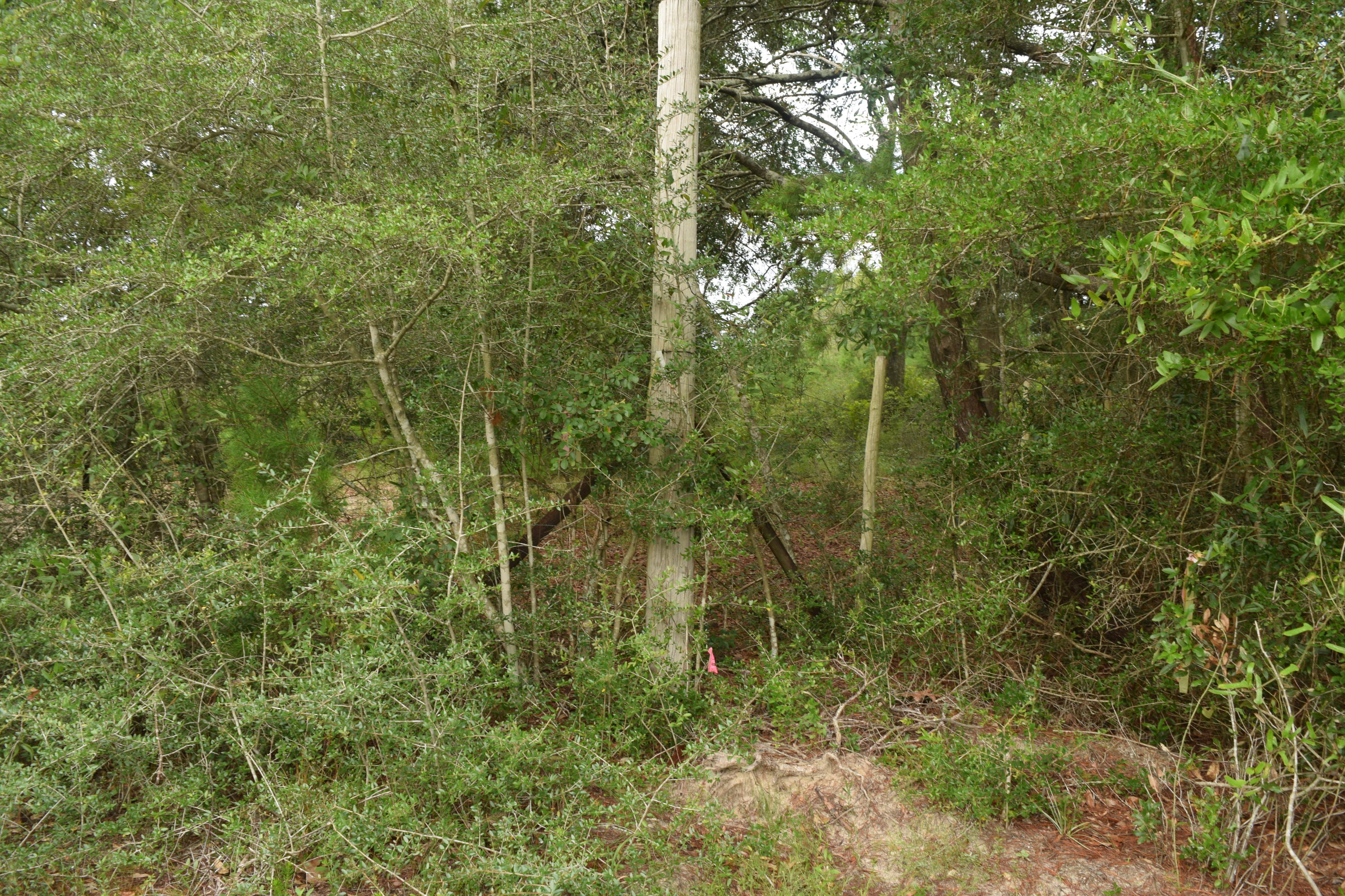 12.23 Acres On Hannah Branch Road Crestview, FL 32539 - Photo 3 of 51 DSC_0099