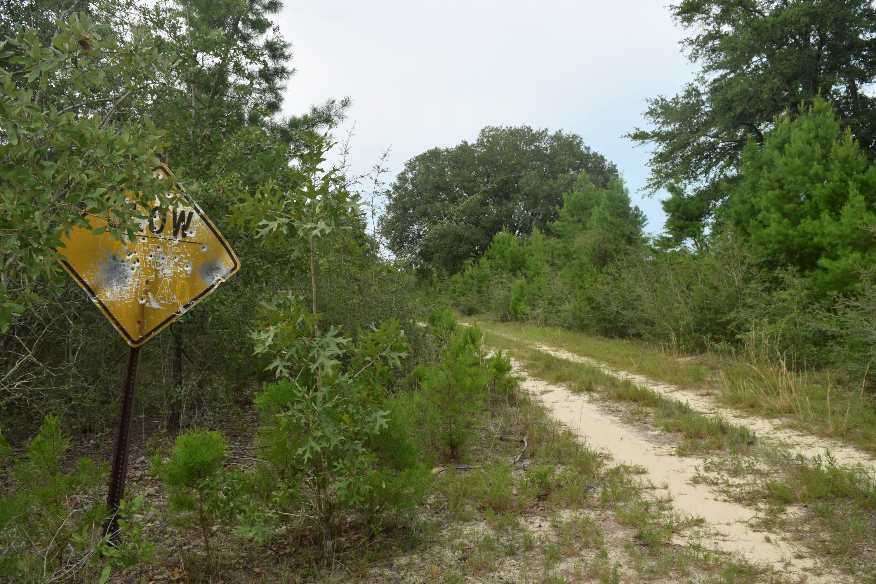 12.23 Acres On Hannah Branch Road Crestview, FL 32539 - Photo 4 of 51 DSC_0102