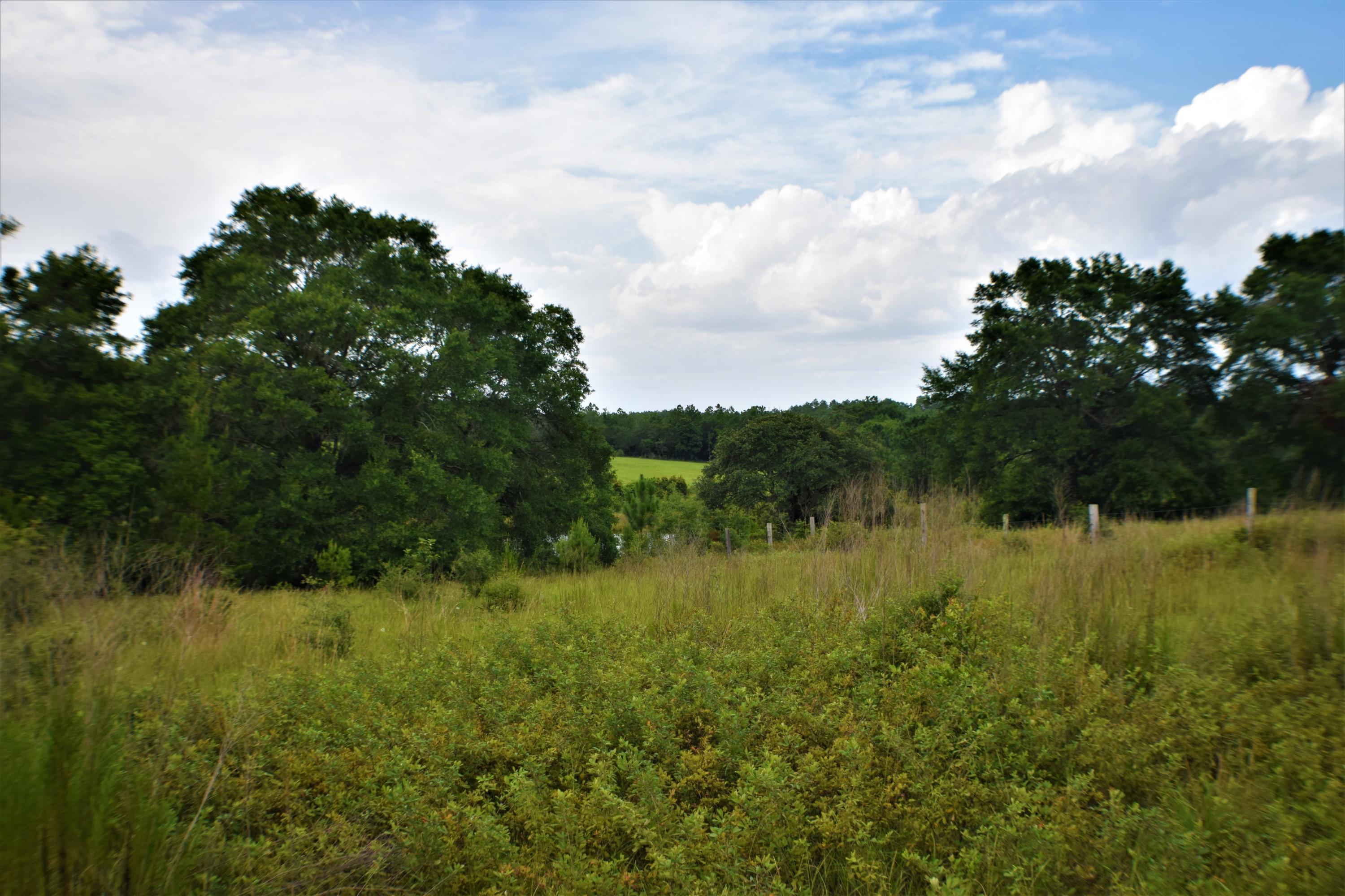 12.23 Acres On Hannah Branch Road Crestview, FL 32539 - Photo 6 of 51 DSC_0018
