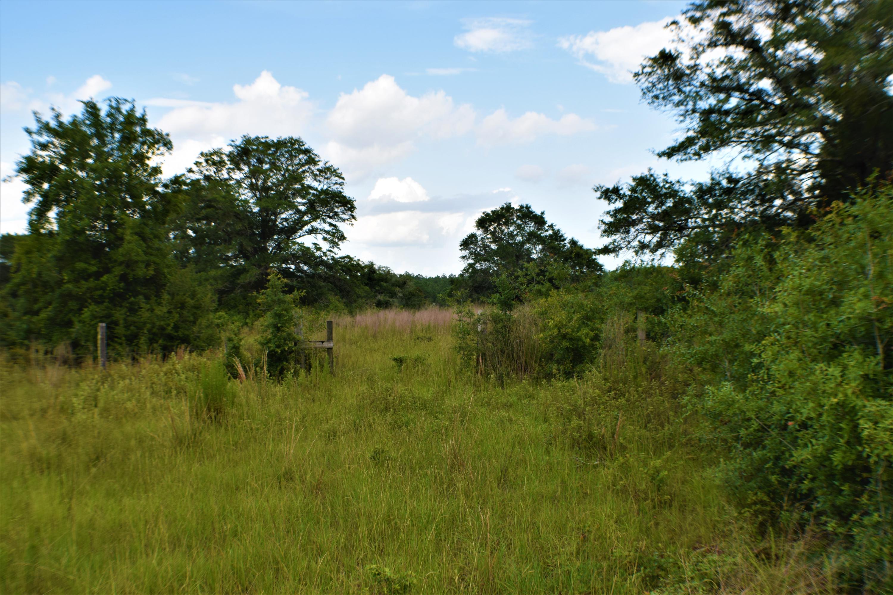 12.23 Acres On Hannah Branch Road Crestview, FL 32539 - Photo 7 of 51 DSC_0020