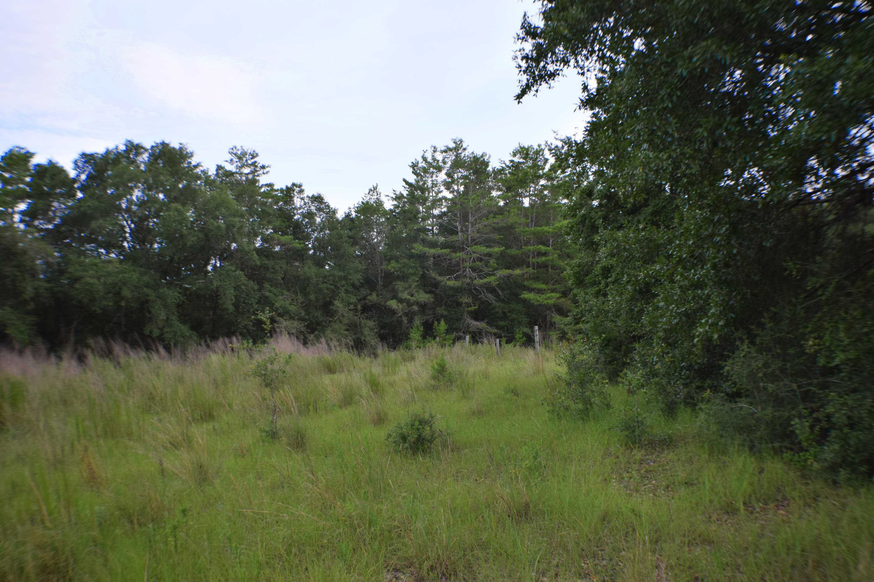 12.23 Acres On Hannah Branch Road Crestview, FL 32539 - Photo 10 of 51 DSC_0025