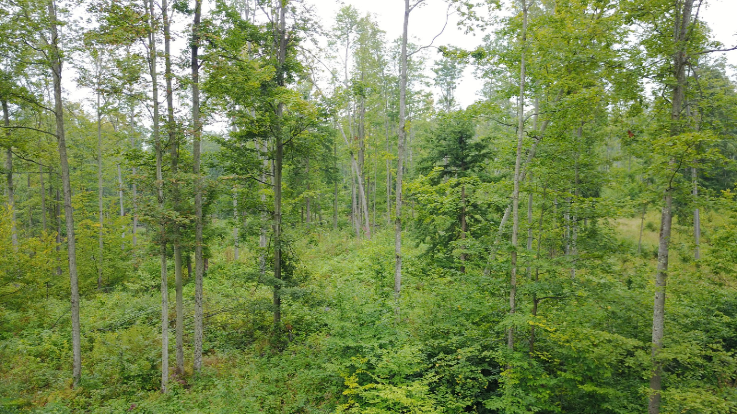3675 Farnsworth Road Brethren, MI 49619 - Photo 11 of 15 org_7478f2349cf4ef99_1505403913000