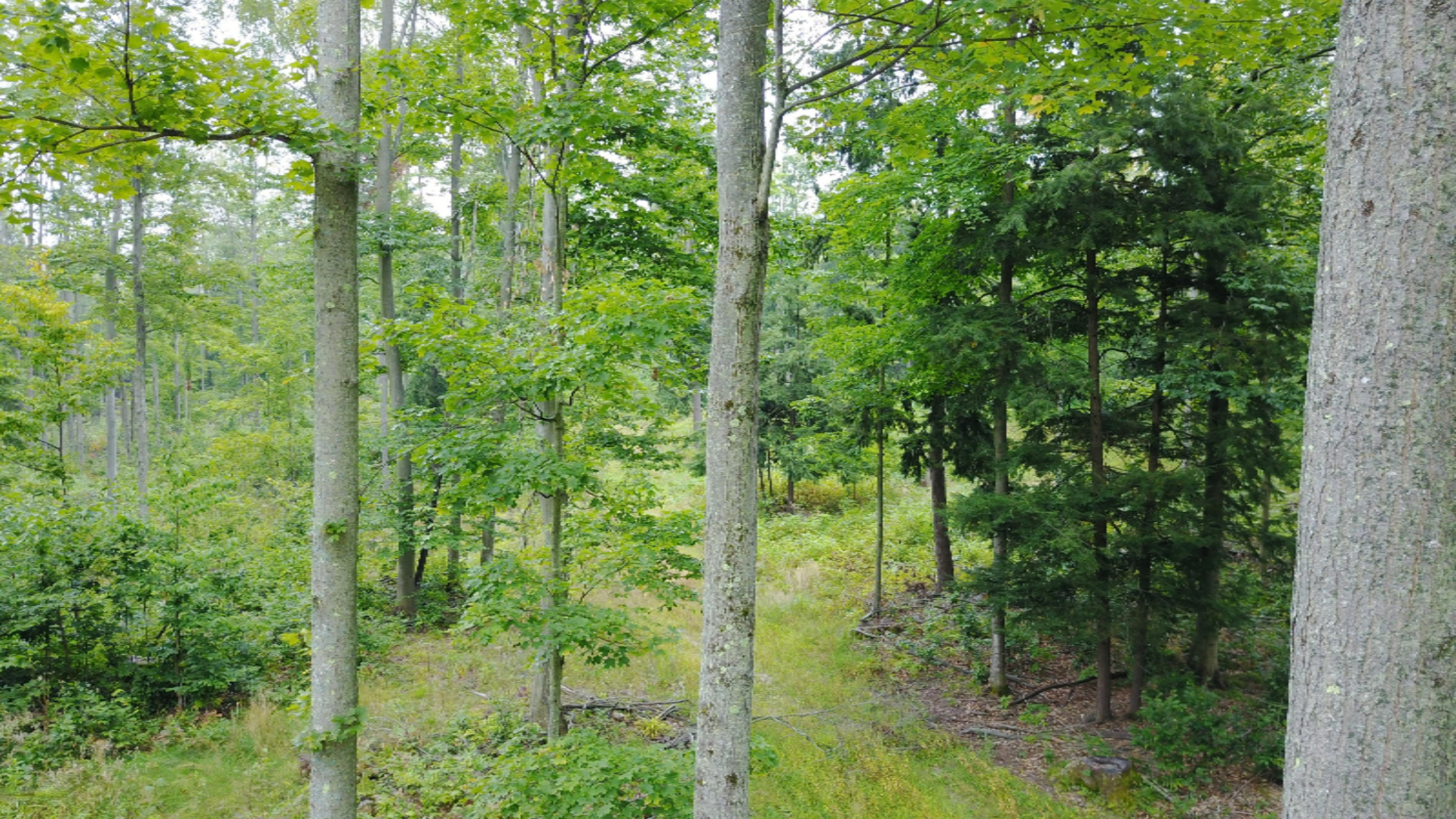 3675 Farnsworth Road Brethren, MI 49619 - Photo 12 of 15 org_d98f4b9155a626c6_1505403926000