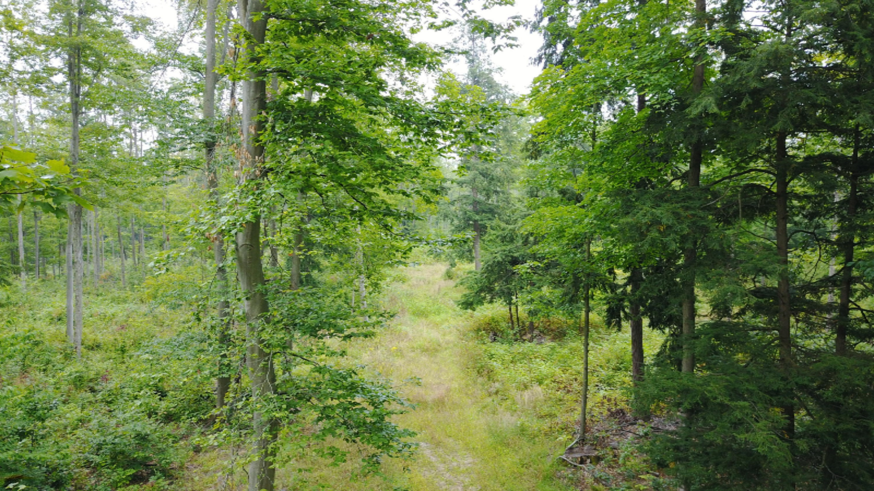 3675 Farnsworth Road Brethren, MI 49619 - Photo 14 of 15 org_f42d922d46f26e65_1505403963000