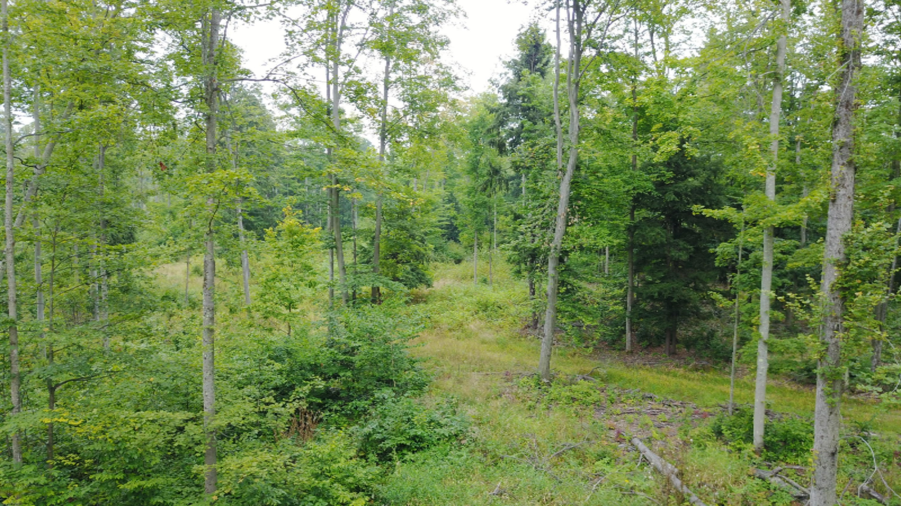 3675 Farnsworth Road Brethren, MI 49619 - Photo 15 of 15 org_3f0c282e8535177b_1505403915000