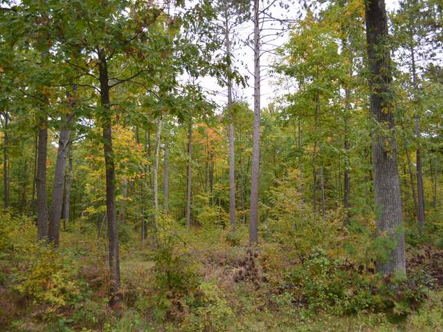 At Koth Road Tomahawk, WI 54487 - Photo 3 of 20 Gallery Image 3