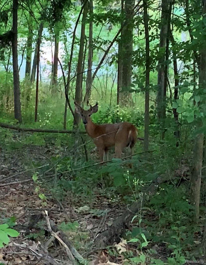 70500 Dequindre Road Romeo, MI 48065 - Photo 16 of 37 Deer.jpg
