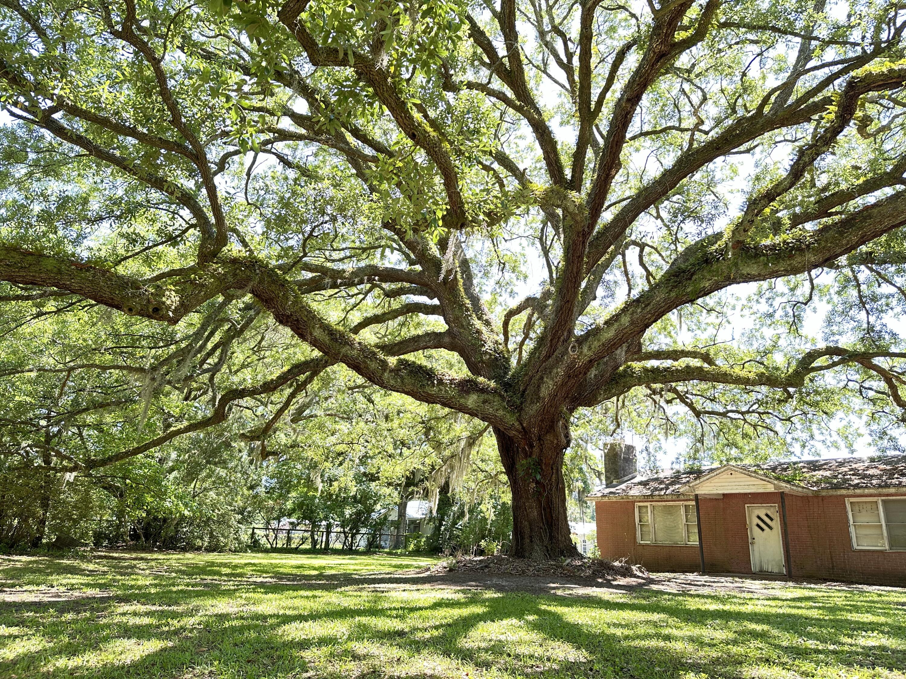 1213 Murrell Road McClellanville, SC 29458 - Photo 1 of 13 IMG_8046