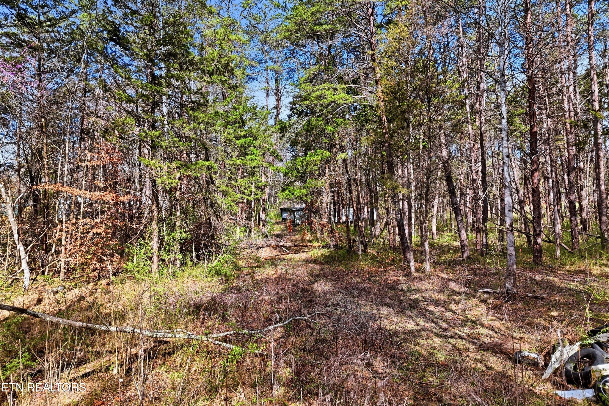 842 East Raccoon Valley Drive Heiskell, TN 37754 - Photo 17 of 17 a view of forest