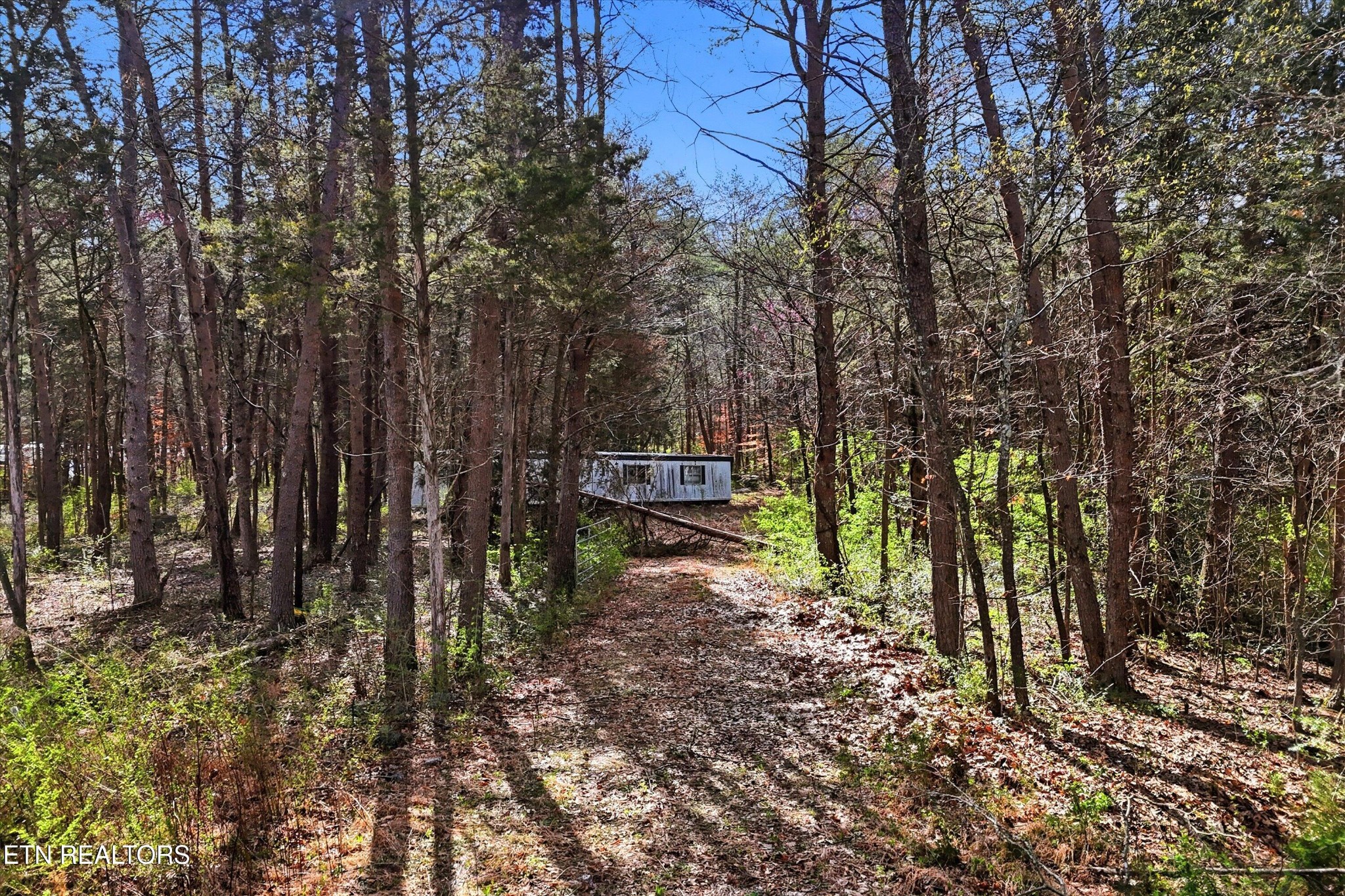 842 East Raccoon Valley Drive Heiskell, TN 37754 - Photo 5 of 17 a view of a yard with large trees