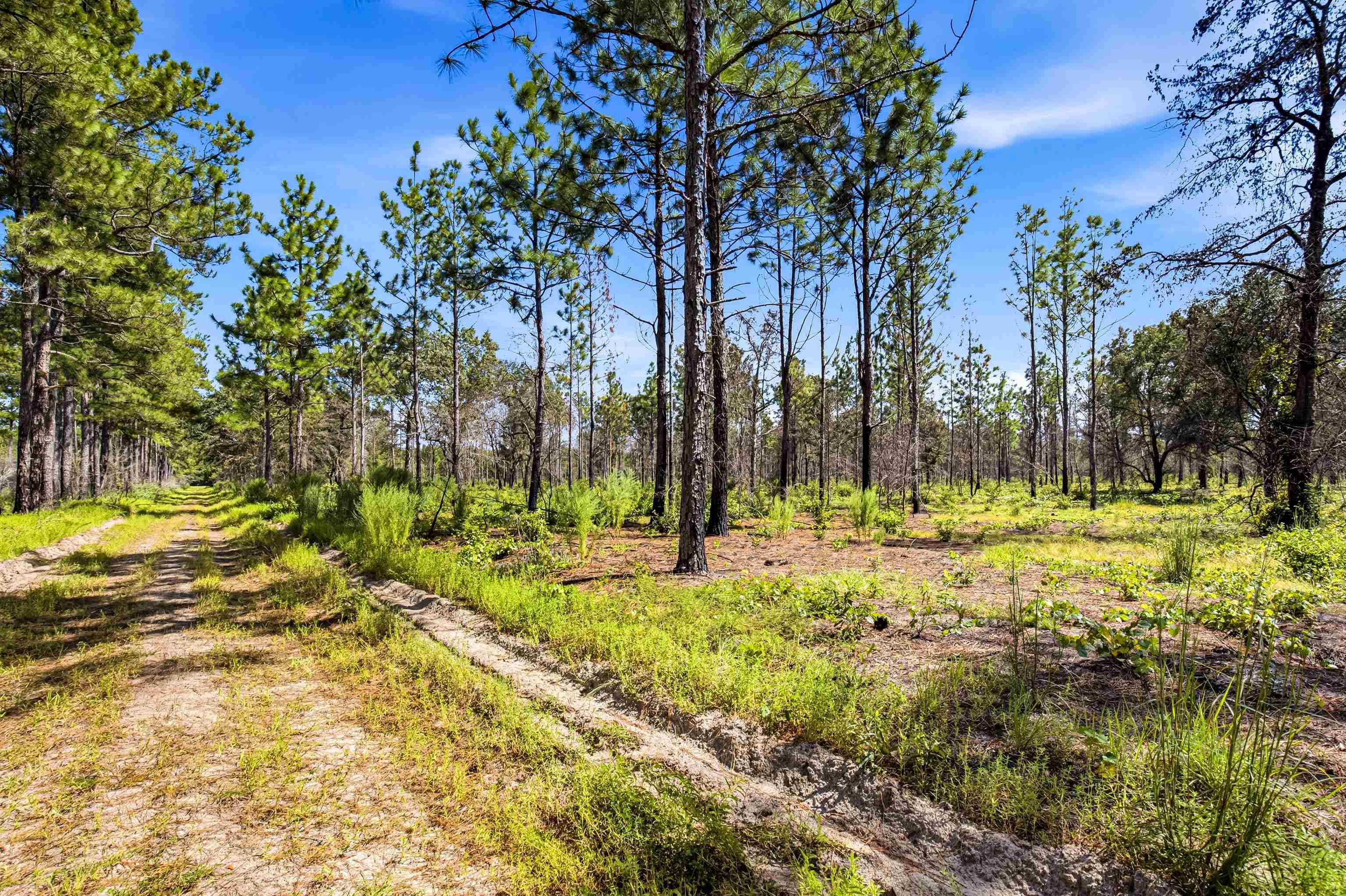 1569 Dave Plowden Pond Road Manning, SC 29102 - Photo 88 of 92 Gallery Image 88
