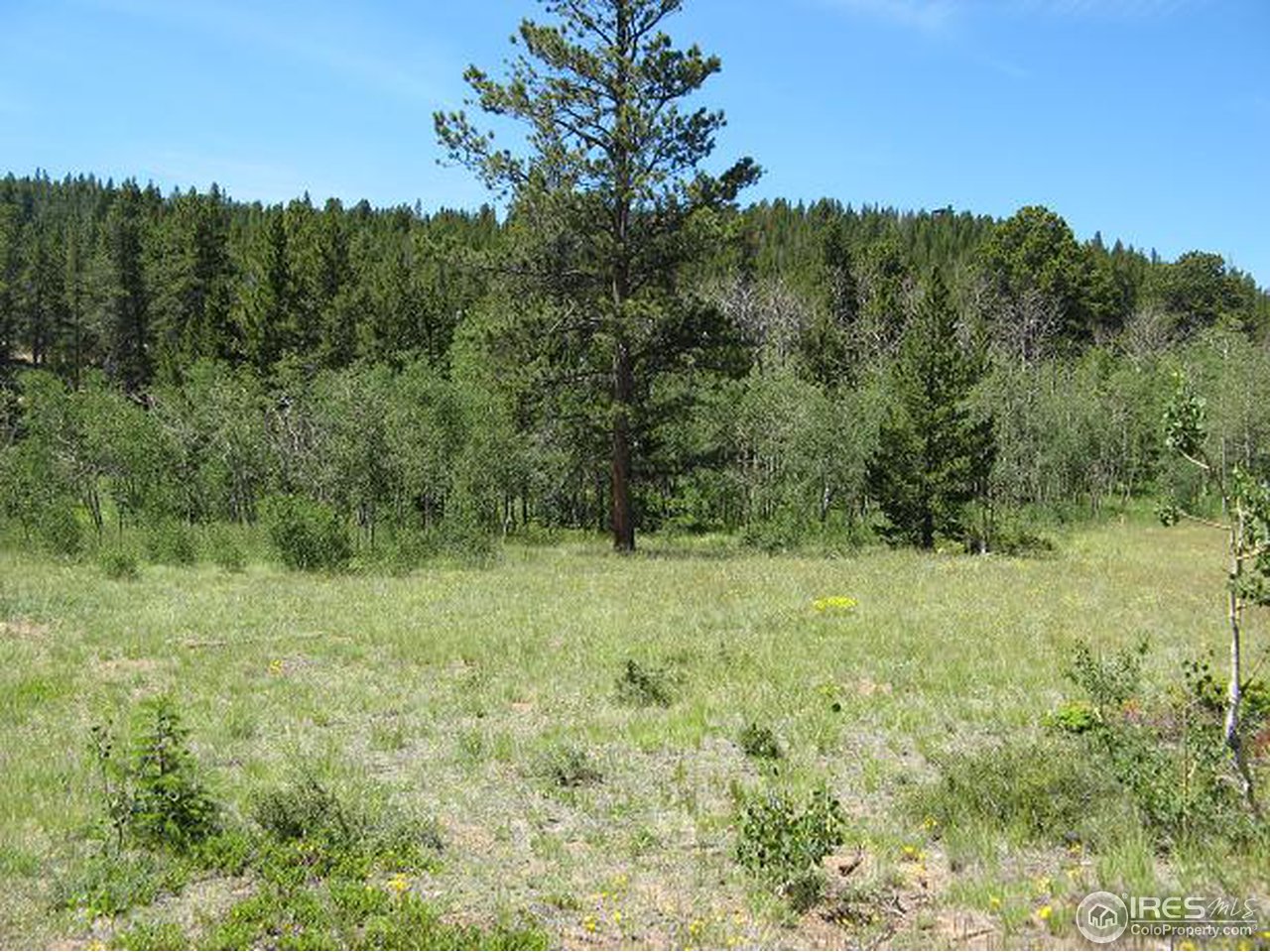 878 Crow Road Red Feather Lakes, CO 80545 - Photo 12 of 16 Big Meadows